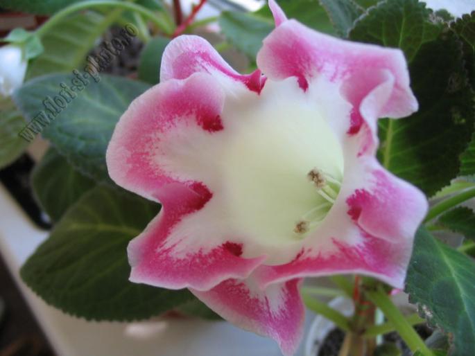 Gloxinia alba cu margine roz 1