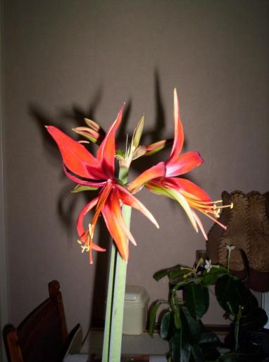 Amaryllis Hippeastrum 17 oct 2007 (2