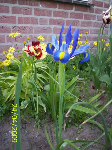 Iris hollandica Blue Magic 24 apr 2009 - irisi