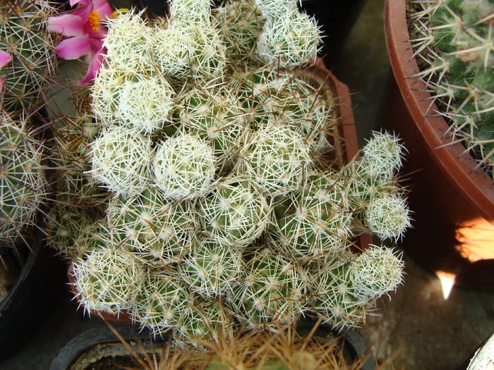 Mammillaria gracilis v.pulchella - Gymnocalicium-Mammillaria