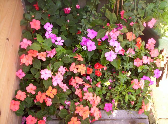 Impatiens in gradina 31 iul 2008