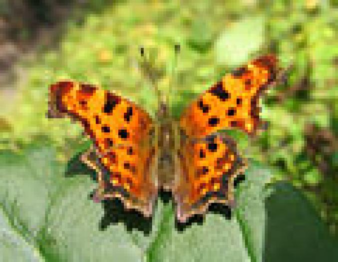 120px-C-Falter_Polygonia_C-album