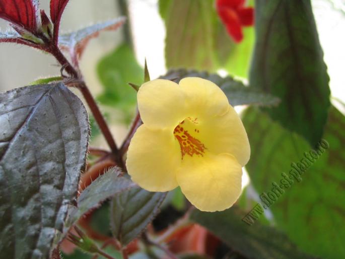 Achimenes Yellow beauty 3