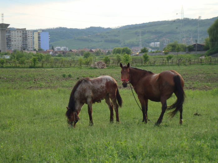 Doi cai