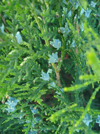 Thuja occidentalis (2009, May 08) - Thuja occidentalis_Arborvitae