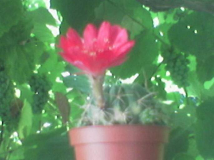 Catus floare rosie din lateral - cactusi