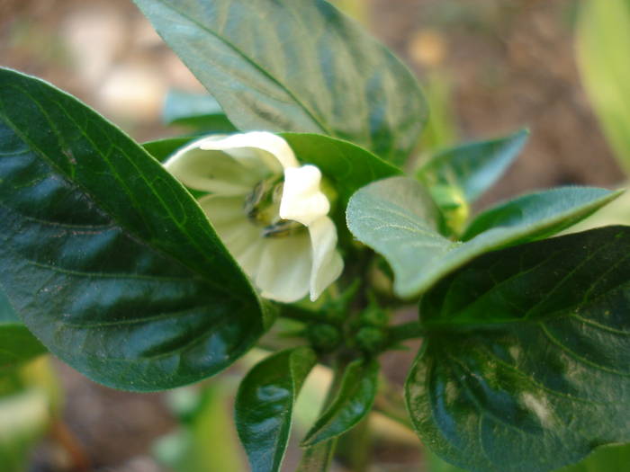 Bell Pepper Purple Flame (2009, May 23)