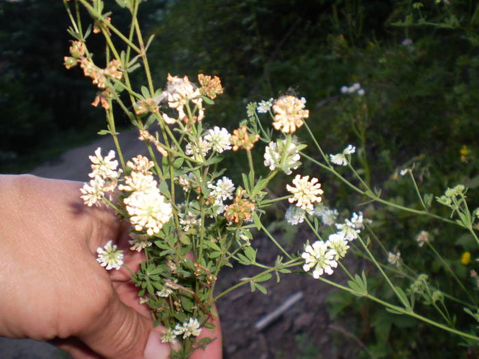 P6170190; Asa arata DOBRU,o floare ce creste in zona are nectar din iun pana in august
