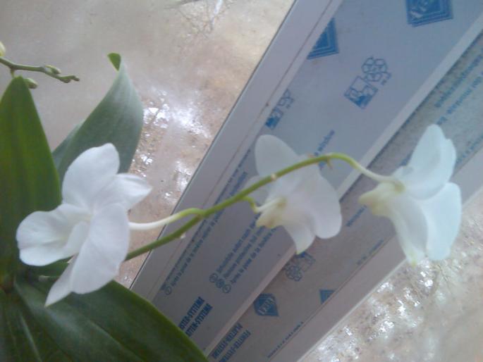 dendrobium phalenopsis