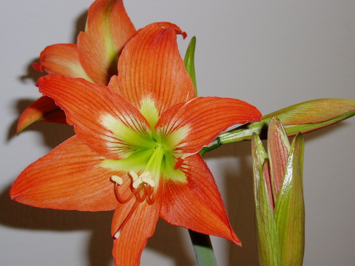 crin amaryllis