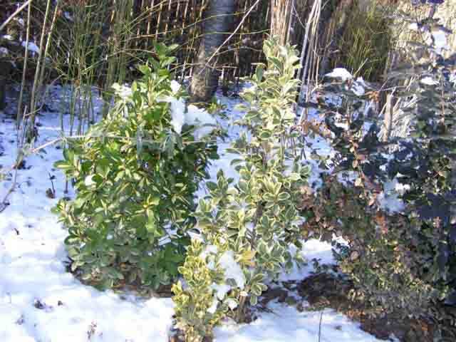 Eonymus ..... iarna - flori si animale 2009