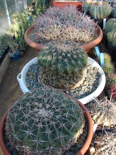 Echinocactus texensis, polycephalus