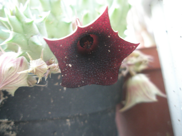 Huernia keniensis v. keniensis - floare - Asclepidiacee 2009