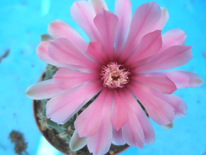 Gymnocalycium - floare