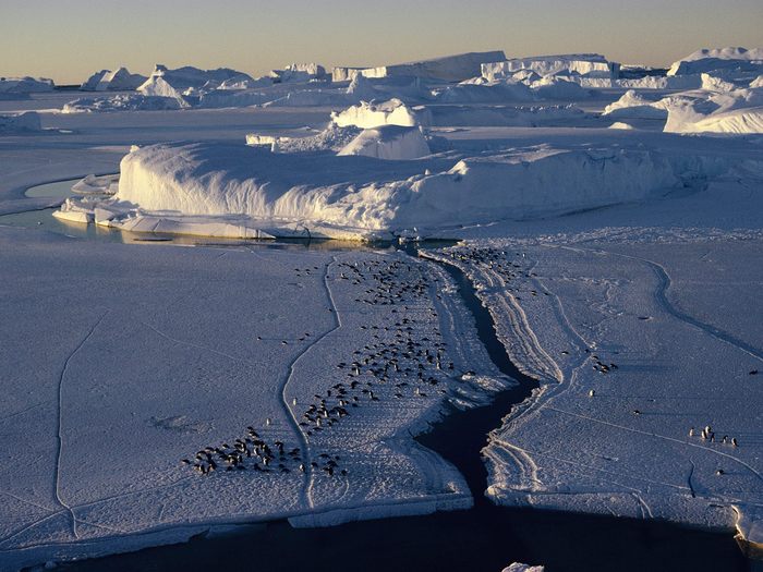 Aerial View of a Group of Adelie Penguins, Antarctica