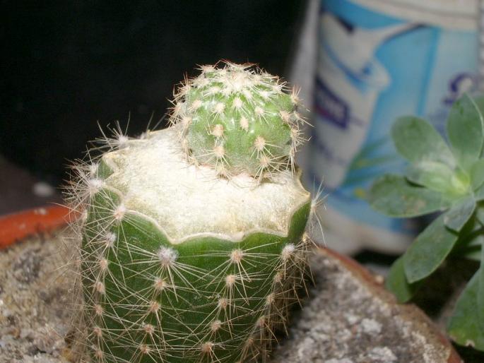 Echinocereus viridiflorus - pe Echinopsis