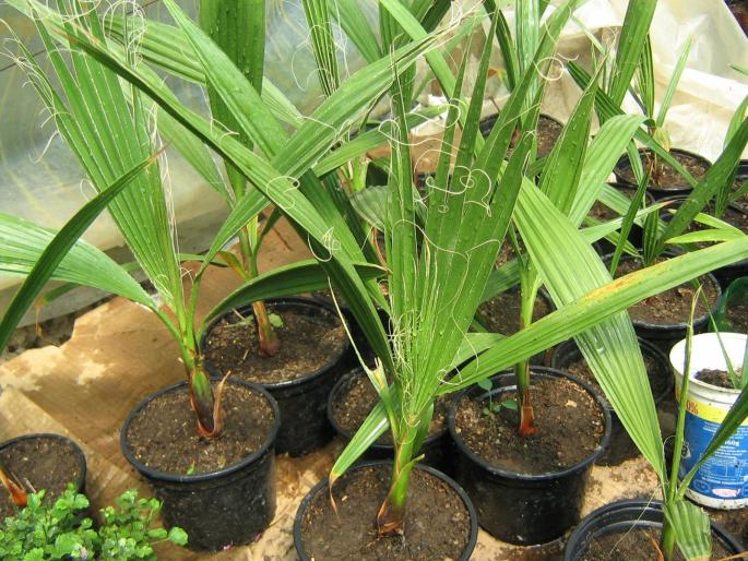 palmieri micuti