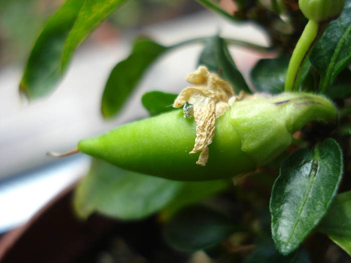 Salsa Yellow Pepper (2009, May 25)