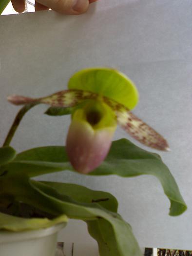 Paphiopedilum 'Pinocchio'; la nici o saptamana distanta,bobocul a si plesnic de frumusete !
