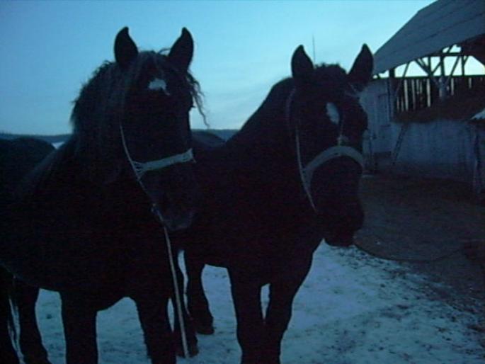 Radu si Negru - CAI RASA PERCHERON