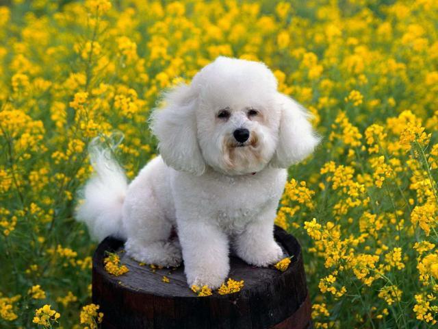 Bichon Wallpaper_ Poze Bichon_ Imagini caine Bichon