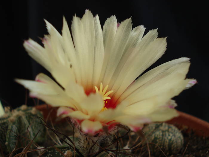 Astrophytum - Cactusi