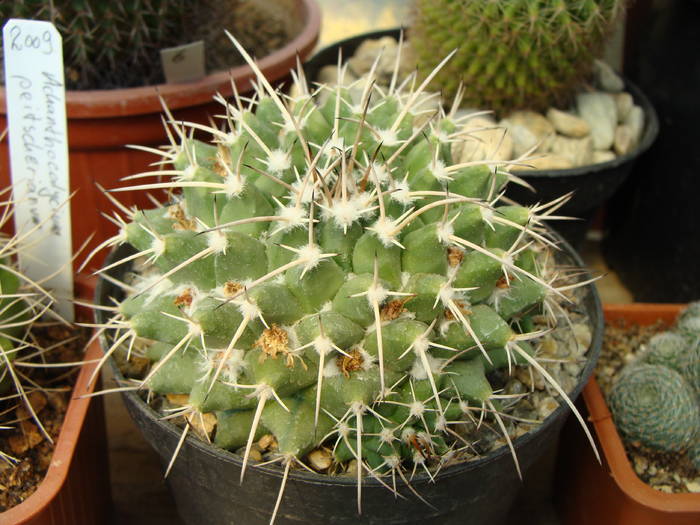 Mammillaria magnimamma