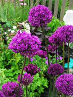 allium 1