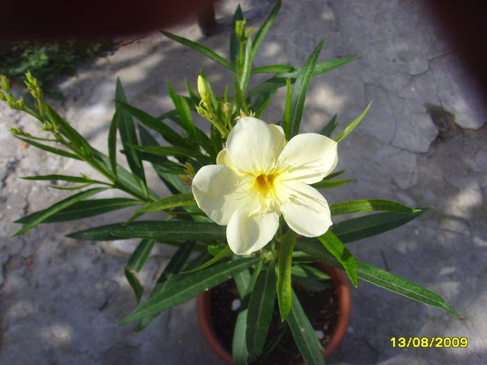 galben floare mare - leandrii