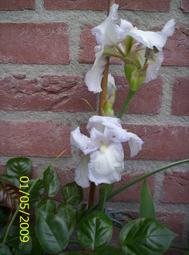 Iris germanica 1 mai 2009 - irisi
