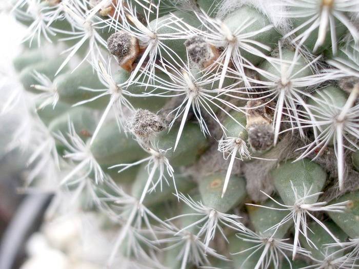 Mammillaria hahniana