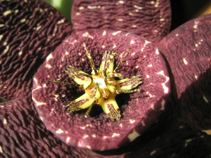 Stapelia variegata - macro floare - Asclepidiacee 2009