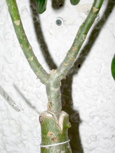 Adenium obesum