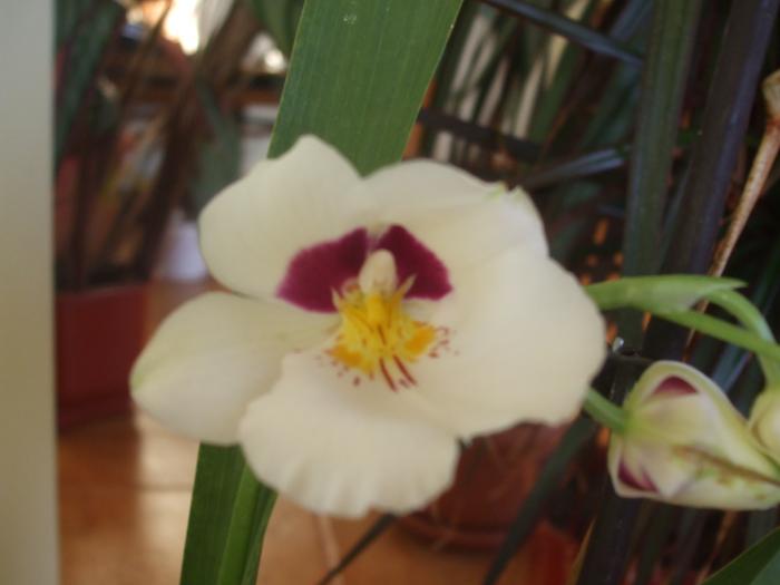 Miltonia