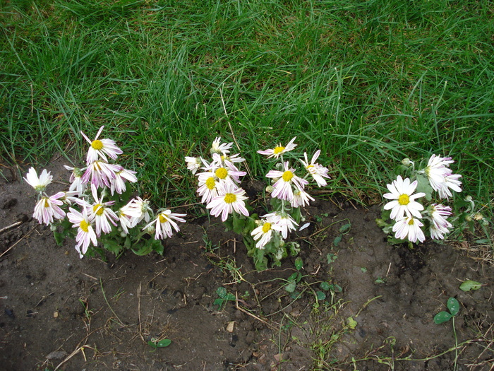 White Chrysanthemum (2009, Oct.04)
