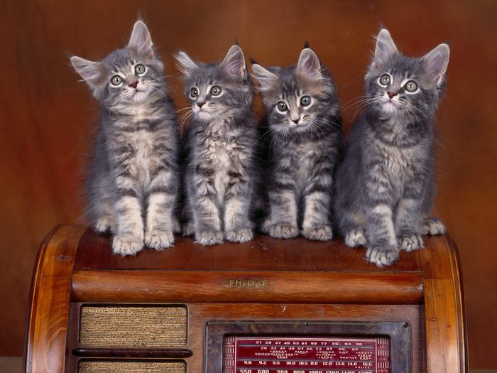 Coon Kittens - Desktop Pisici