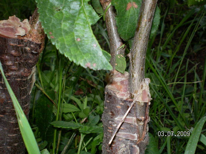 SANY0693 - altoirea sub coaja in cap de altoire cu ramura detasata