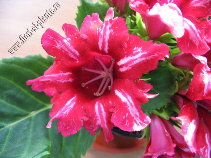 Gloxinia rosu dungulite 2