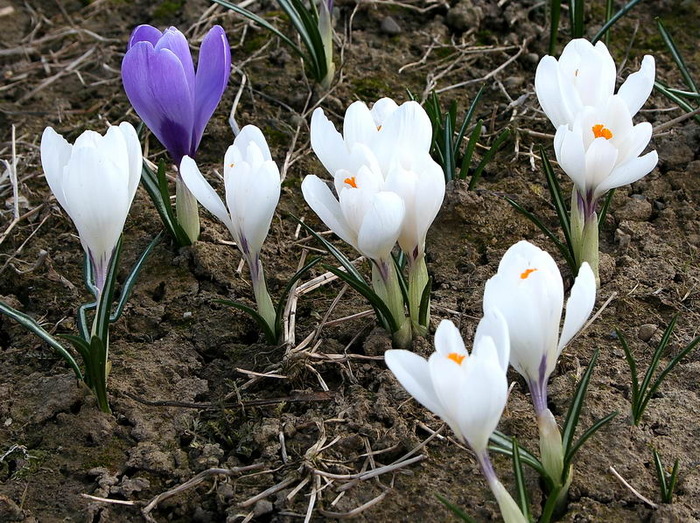 crocus joana