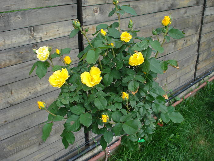 Rose Friesia (2009, May 13)