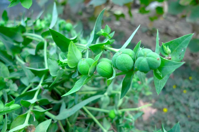 Euphorbia lathyris - fructe