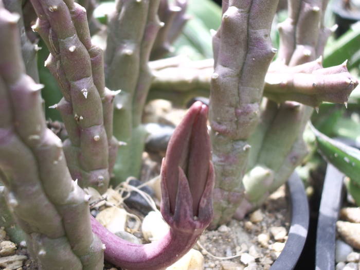 Stapelia variegata, fruct incipient - Fructe de cactusi si suculente