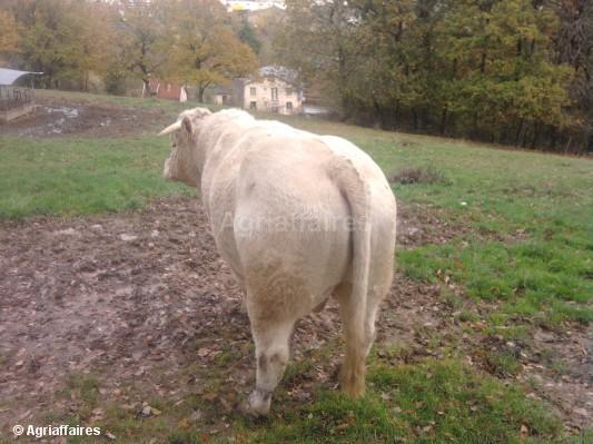 taur-charolais