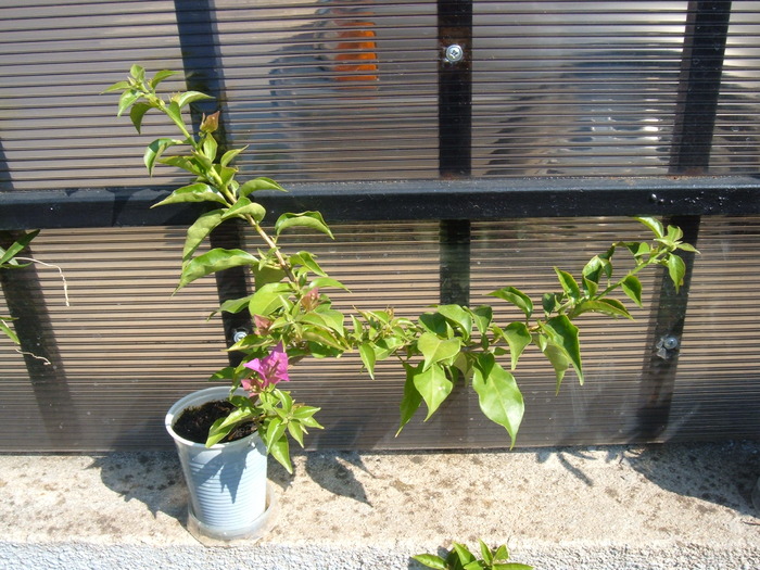 bouga roz - bougainvillea