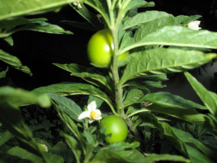 fructe de Solanum necoapte