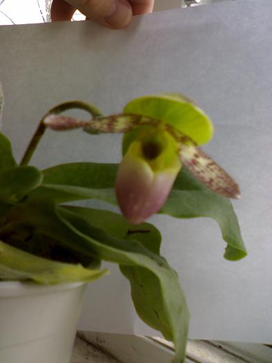 Paphiopedilum 'Pinocchio'; la nici o saptamana distanta,bobocul a si plesnic de frumusete !
