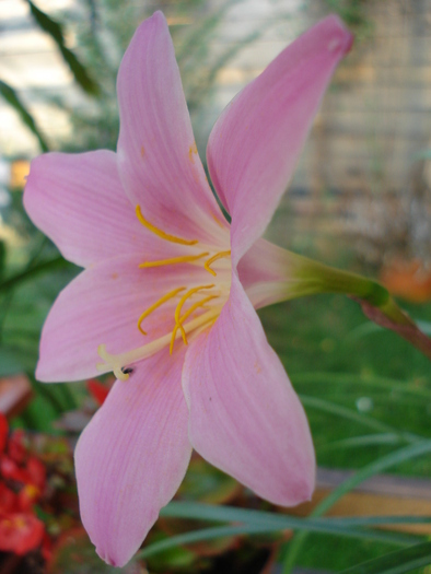 Pink Rain Lily (2009, Sep.04) - 09 Garden in September