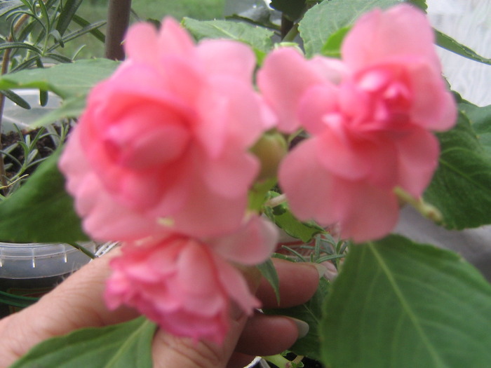 IMG_2353; impatiens
