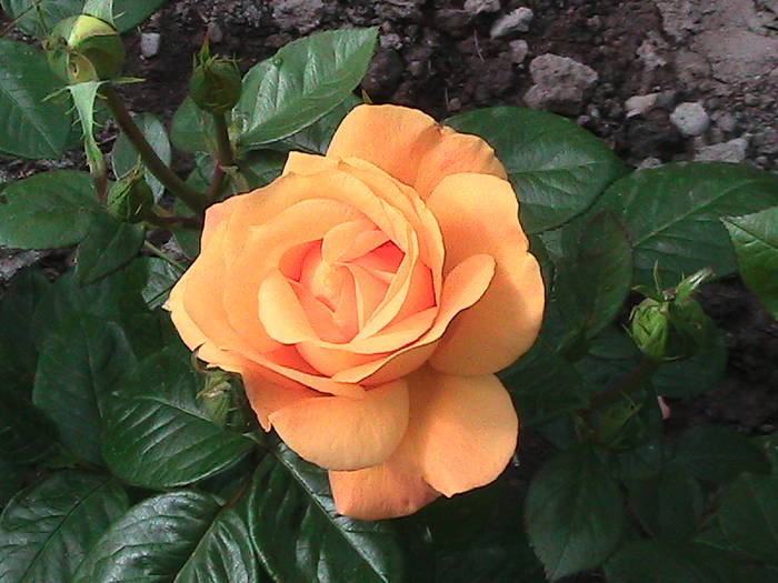 tr.orange 09; prima floare de trandafir din acest an...
