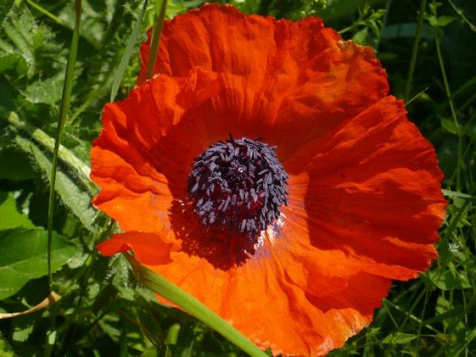 papaver